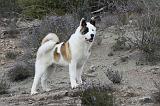 AKITA AMERICAIN 332